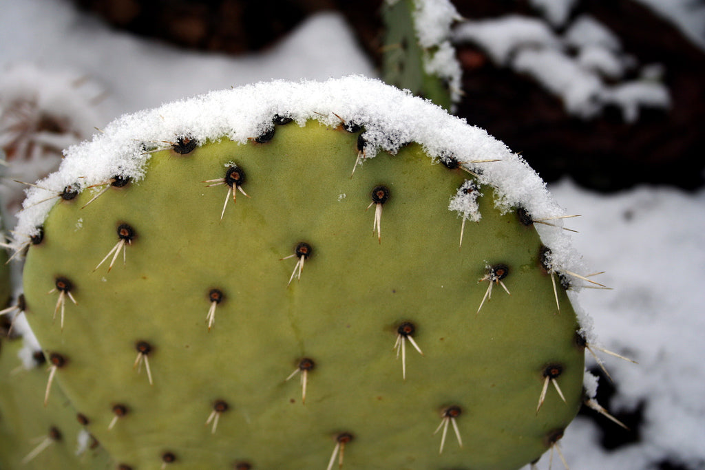 How to Take Care of Your Succulent in Winter