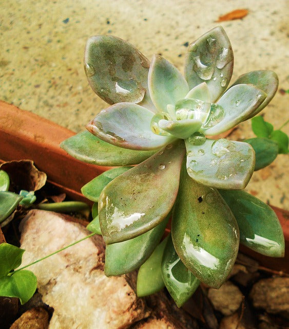 How to Water Your Succulent